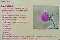 Famille Asteracees ou Asteraceae (txt)